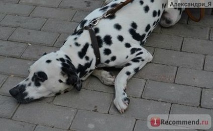 Далматин - «ви ще думаєте купити чи далматинця відгук про породу далматин або вся правда про мрію)