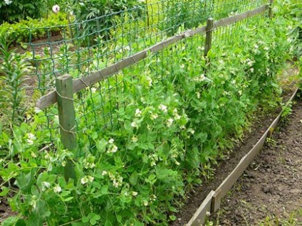 Grădina ornamentală a unei creastături cu cornițe din lemn, forbsgarden