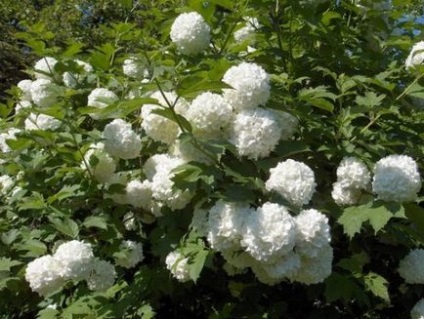 Arborele lui Viburnum