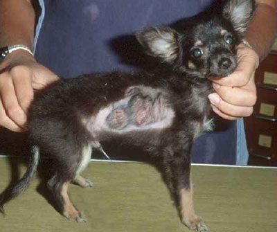 Dermatomicoza la câini (boala câinilor)