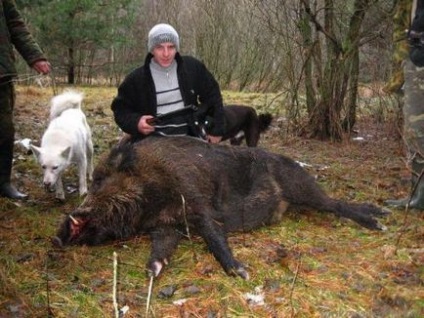 Vaddisznó - sajátosságaival viselkedés módját vadászat és kilövés szabályok