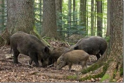 Vaddisznó - sajátosságaival viselkedés módját vadászat és kilövés szabályok