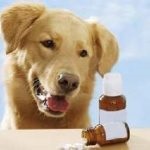 Dironet kutyák cseppek, tabletták, ár, használati utasítások, összetétel, felfüggesztés, ahol vásárolni,