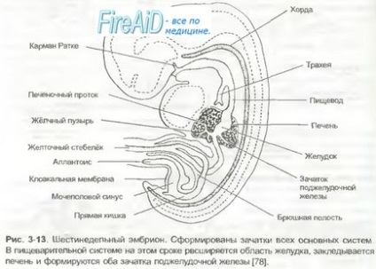 Sistemul respirator al fătului și nou-născutului