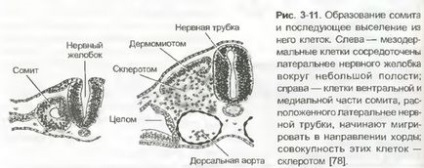 Sistemul respirator al fătului și nou-născutului