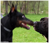 Câinele Doberman se luptă cu Dobermann