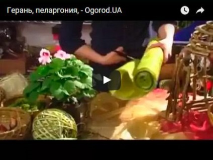 Начало Мушкато - грижи в дома, снимки и Pelargonium видове Мушкато цвете -