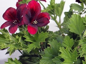 Начало Мушкато - грижи в дома, снимки и Pelargonium видове Мушкато цвете -