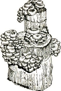 Metodă extinsă de creștere a ciupercilor de stridii