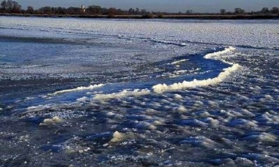 Якби не кіт васька, ми померли б з голоду, найсвіжіші новини - інформаційний портал крамола