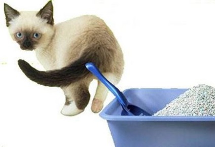 Dacă pisica scarpină podeaua, atunci o instrucțiune video despre instalarea dvs., fotografie