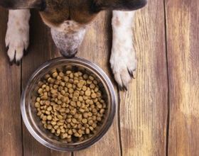 Якщо собака перестала їсти сухий корм причини і що робити, все про собак