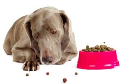 Якщо собака перестала їсти сухий корм причини і що робити, все про собак