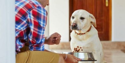Ha a kutya nem eszik száraz élelmiszer okai és mit kell tenni, minden a kutyák