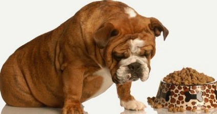 În cazul în care câinele a încetat să mănânce alimente uscate cauze și ce să facă, totul despre câini