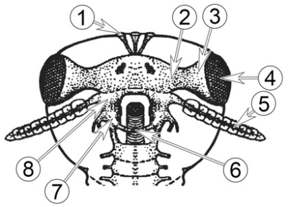 Există un creier în insecte