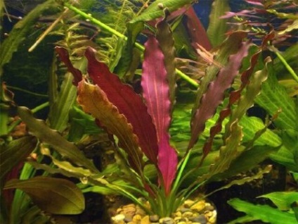 Echinodorus maghribinets - acvariu acasă