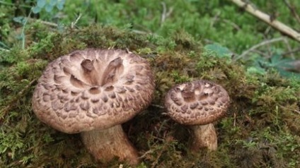 Їжовик строкатий - гриби опис, фото, як готувати гриби
