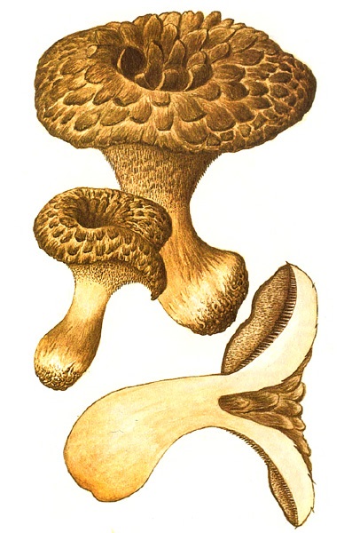 Yezhovik motley - ciuperci descriere, fotografie, cum să gătească ciuperci