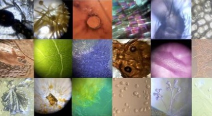 Foldscope - un microscop real de hârtie