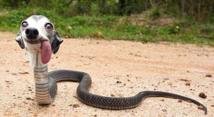 Fotograba un câine cu o limbă imensă (19 fotografii), dracu '-l