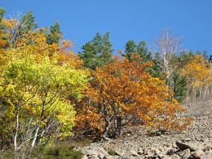 Ahol a part menti régióban, hogy egy jobb ökológiai település, „Csengetés Cedars” a Primorszki terület