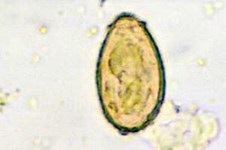 Hepatozoonoza câinilor