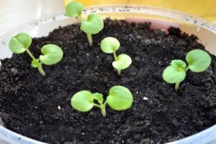 Geranium de îngrijire la domiciliu, moduri de reproducere, cultivare