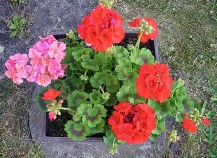 Geranium de îngrijire la domiciliu, moduri de reproducere, cultivare