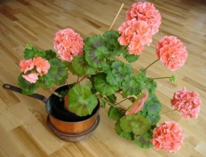 Geranium de îngrijire la domiciliu, moduri de reproducere, cultivare