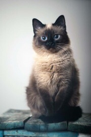 Гімалайський кіт фото, опис, характер, годування, догляд