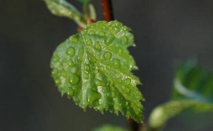 Hirudoterapia - tratament cu lipitori