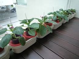 Глоксинія з насіння - догляд та вирощування, зразкова садиба