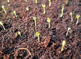 Глоксинія з насіння - догляд та вирощування, зразкова садиба