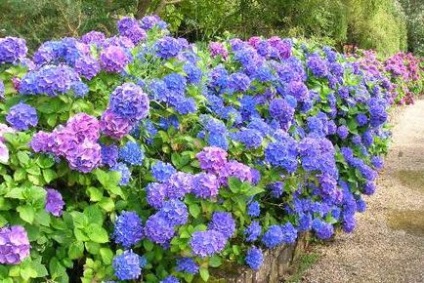 Hydrangea grandiflora plantare și îngrijire