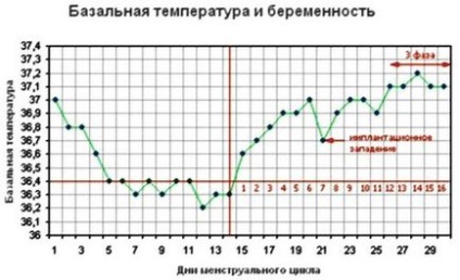 Graficul regulilor de măsurare a temperaturii bazale, fazelor, tipurilor de grafice, planificarea sarcinii