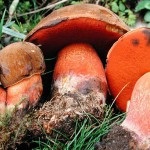 Descrierea ciupercii de stejar a mycobiontului comestibil, precauții de siguranță în timpul colectării