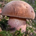 Descrierea ciupercii de stejar a mycobiontului comestibil, precauții de siguranță în timpul colectării