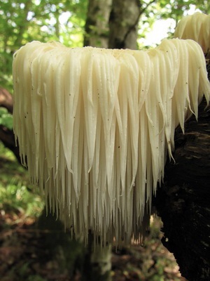 Ciuperca ezhovik și o fotografie de brunetă pestriță (craniu), pieptene, galben (crestătură)