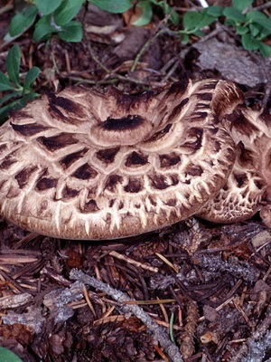 Ciuperca ezhovik și o fotografie de brunetă pestriță (craniu), pieptene, galben (crestătură)