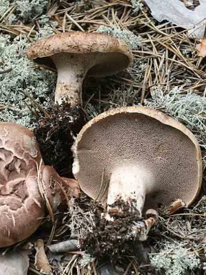 Ciuperca ezhovik și o fotografie de brunetă pestriță (craniu), pieptene, galben (crestătură)
