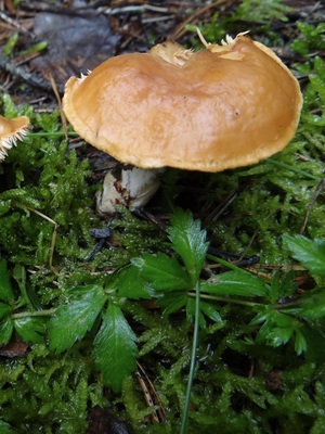 Ciuperci ezhovik și o fotografie de motley (pătat), pieptene, galben (notch)