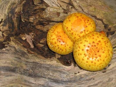 Descrierea ciupercii Yezhovik, habitat și aplicarea în gătit