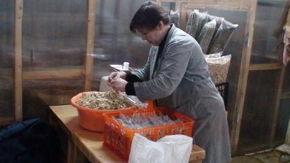 Ferma de ciuperci din Ural