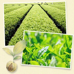 Innisfree green tea balancing cream, 50 мл