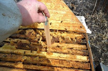 Használati utasítás a apidez varroatózis - cikkek - méh paradicsom