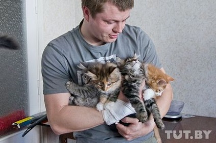 Interviu cu proprietarul de pepinieră din Belarus a Maine Coon Pisici