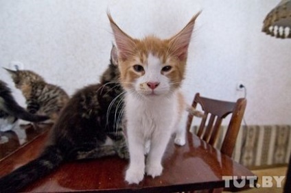 Інтерв'ю з господарем білоруського розплідника котів-мейнкунов