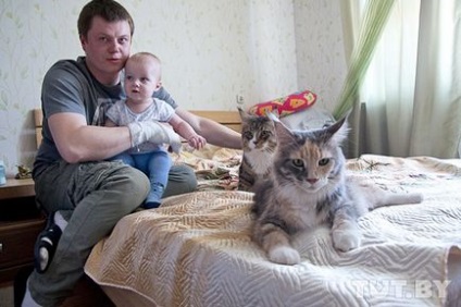 Interjú a tulajdonos a belorusz-tenyészetben Maine Coon macskák