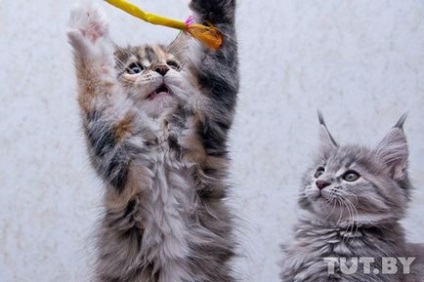 Інтерв'ю з господарем білоруського розплідника котів-мейнкунов